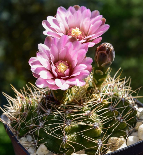 Gymnocalycium gaponii