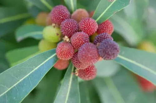 Лесные ягоды